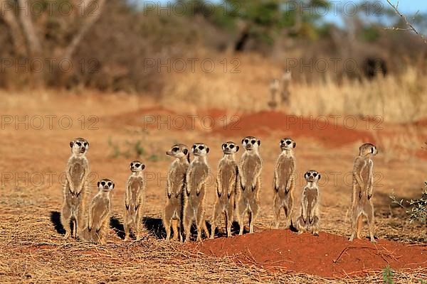 Meerkats