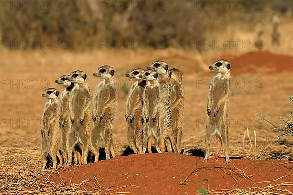 Meerkats