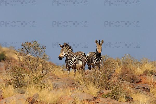 Hartmann's mountain zebra