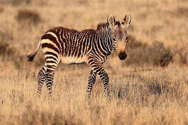 Cape Mountain Zebra