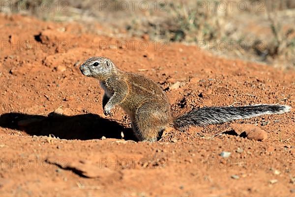 Cape ground squirrel