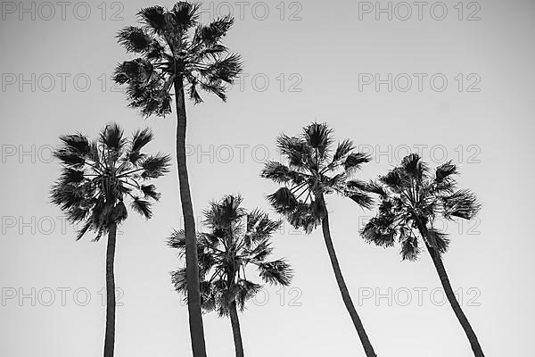 Four palm trees at Santa Monica beach California. Back and white photography. Fashion