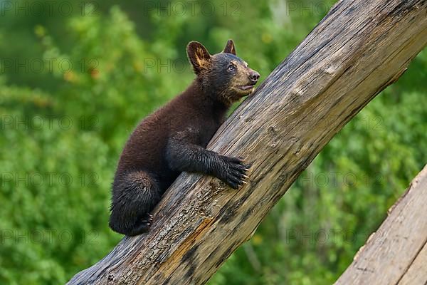 Black bear