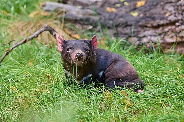 Tasmanian devil