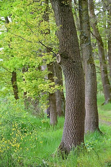 Oak tree