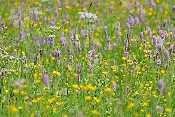 Mountain meadow with wildflowers