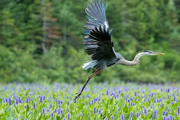 Great blue heron taking off in a patch of pickerelweed