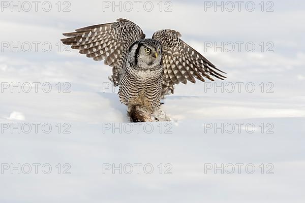 Hawk owl eating a muskrat