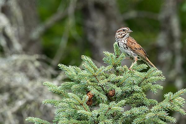 Song sparrow. Melospiza melodia. adult perched in a tree and observing