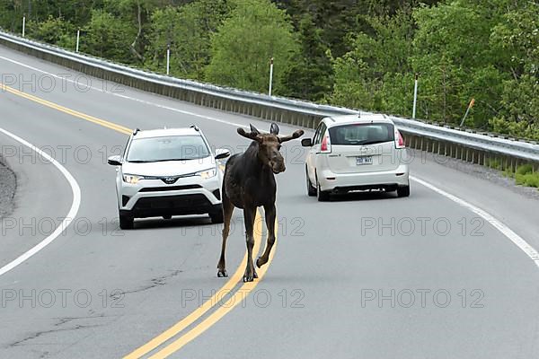 Bull moose crossing a road in front of cars. Alces americanus