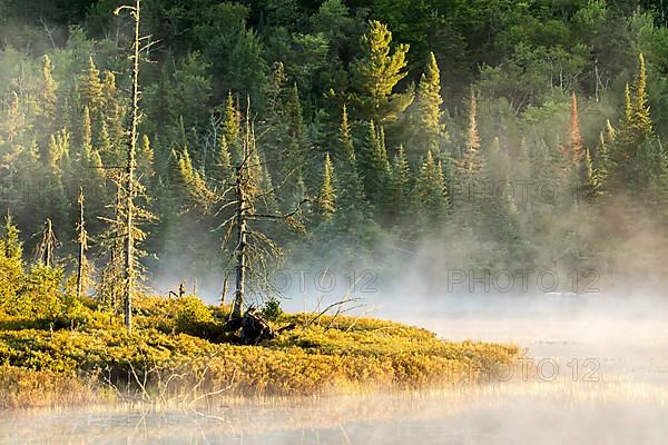 Marshland and mist at dawn