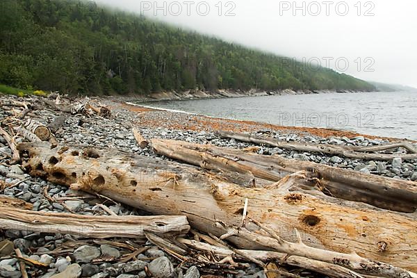 Dead trees brought to the seashore by currents