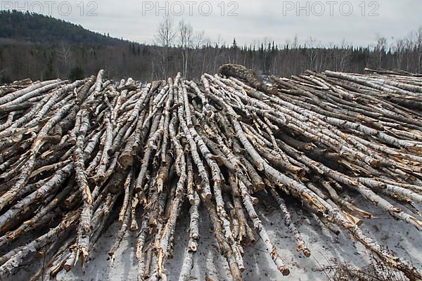 Pile of logs along a forest road