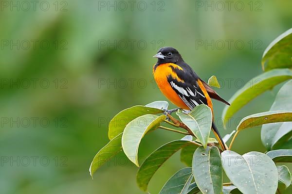 Baltimore oriole