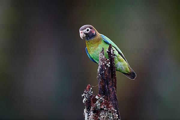 Brown-hooded parrot