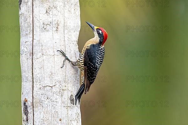 Black-cheeked woodpecker