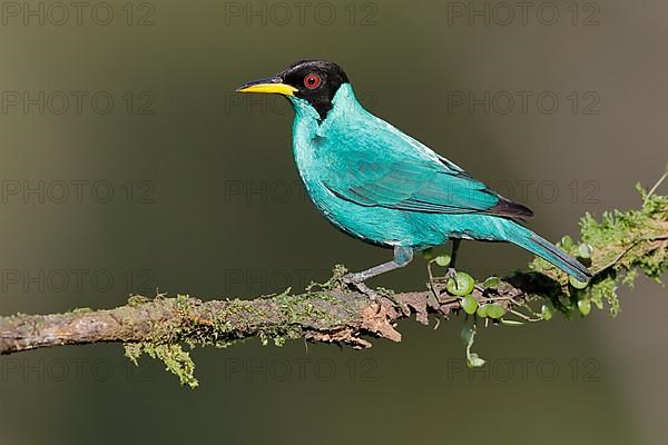 Green honeycreeper