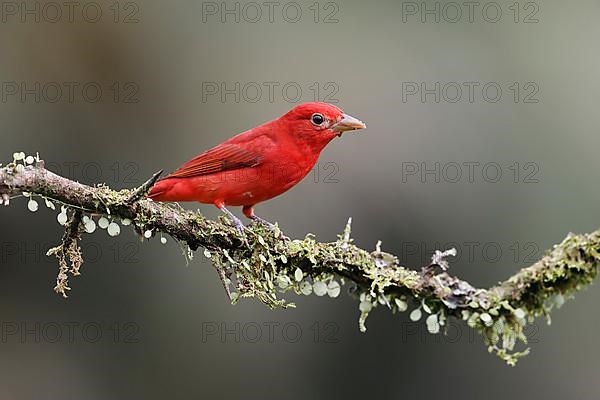 Summer tanager