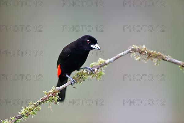 Scarlet tanager