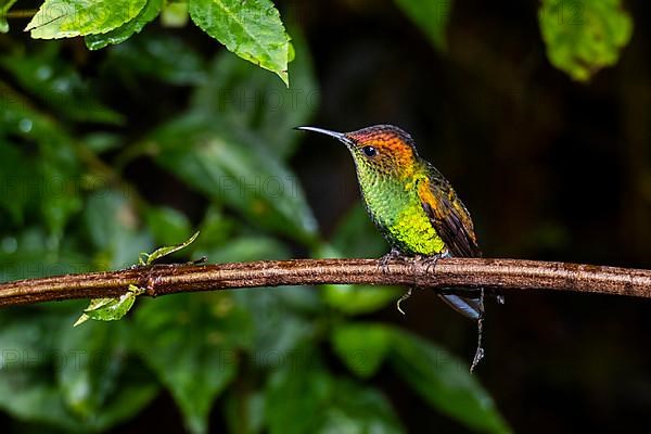 Coppery-headed emerald