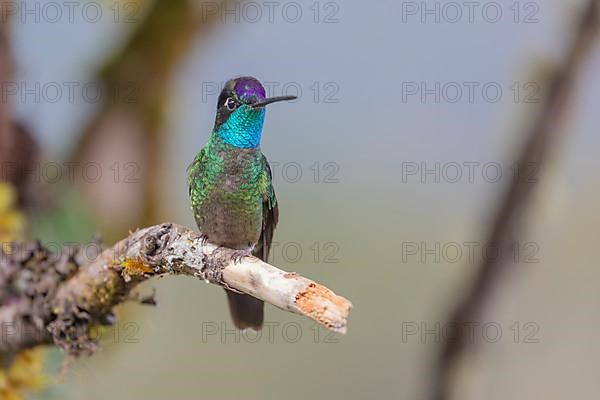 Talamanca hummingbird