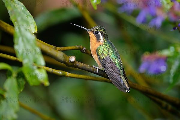 Purple-throated nymph