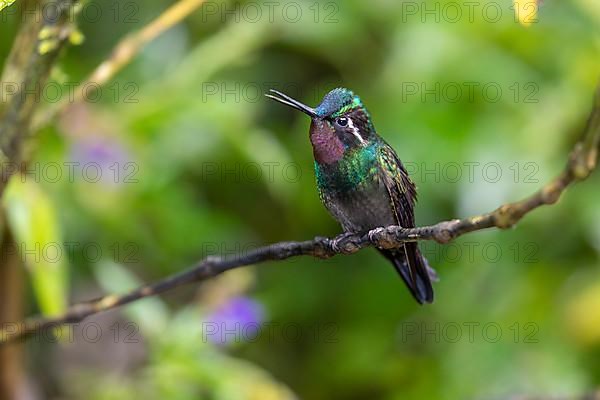 Purple-throated nymph