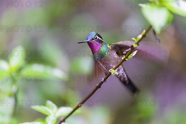 Purple-throated nymph