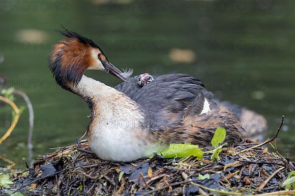 Great Crested Grebe