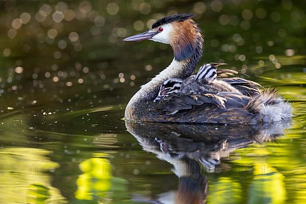 Great Crested Grebe