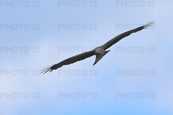 Black Kite