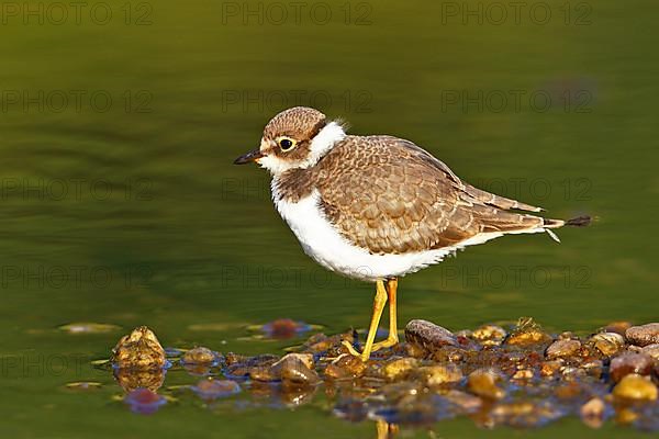 Little Ringed Plover