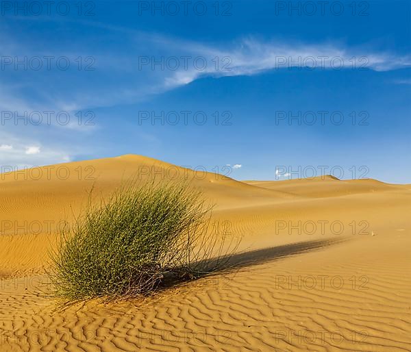 Dunes of Thar Desert. Sam Sand dunes