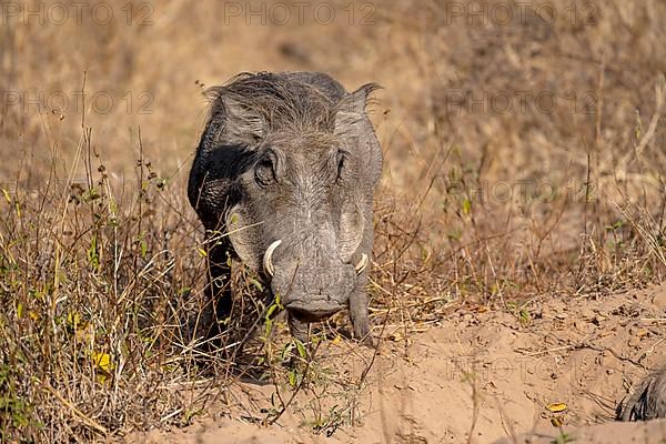 Common warthog