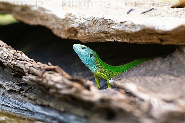 Western green lizard