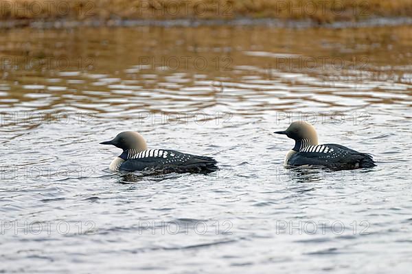 Pacific pacific loon