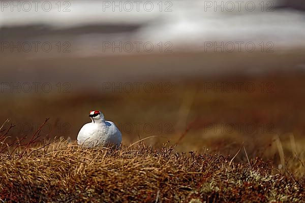 Rock Ptarmigan