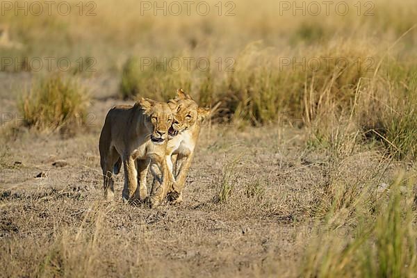 2 Lionesses