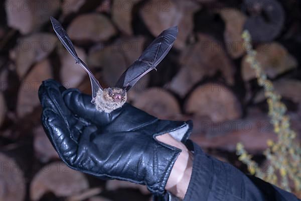 Soprano pipistrelle