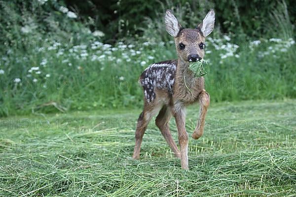 European roe deer