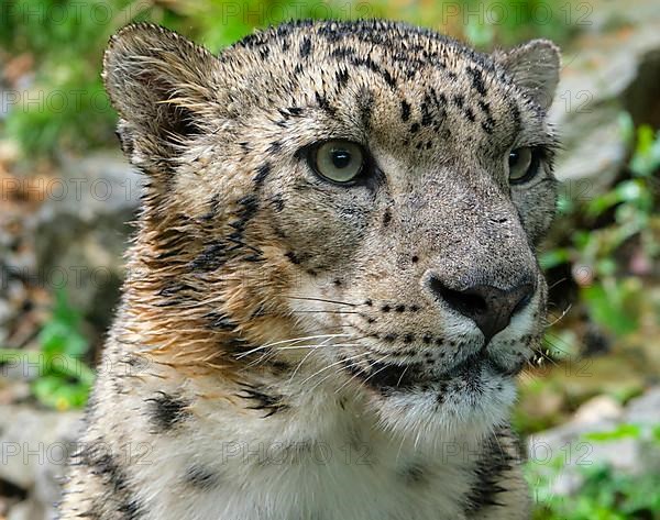 Snow leopard