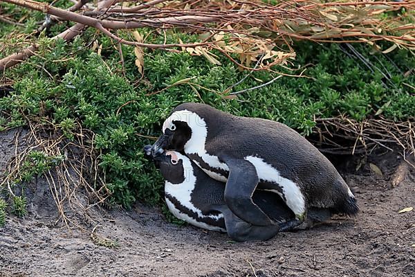 African penguin