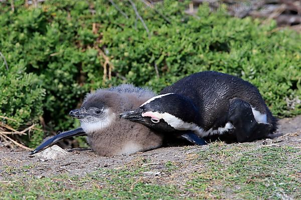 African penguin