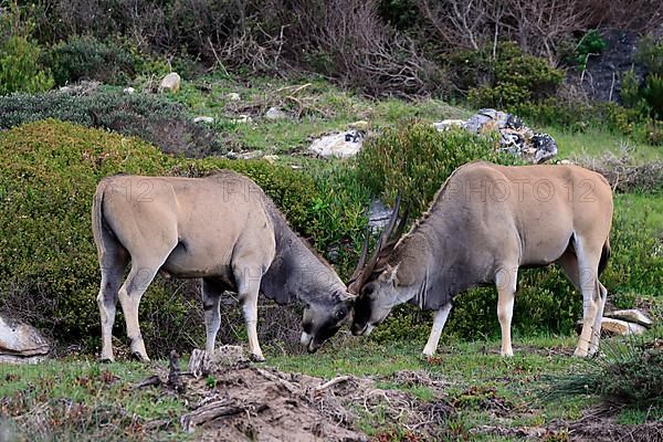 Common eland