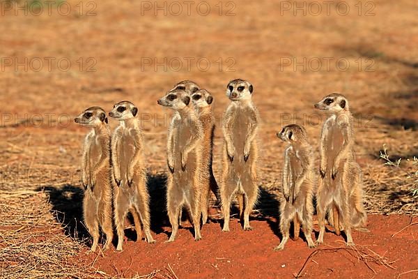 Meerkats