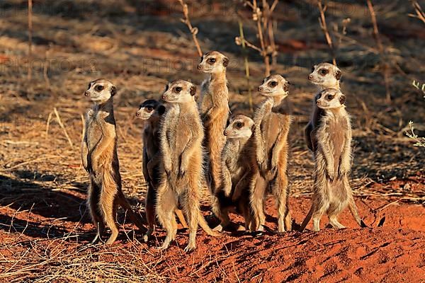 Meerkats