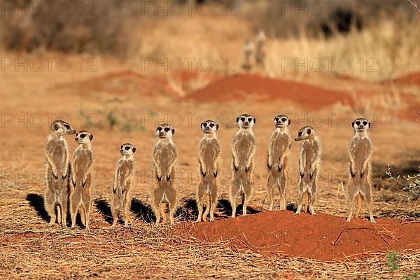 Meerkats