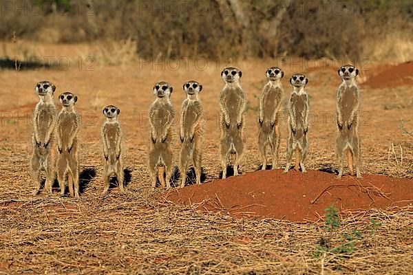 Meerkats