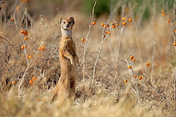 Yellow mongoose