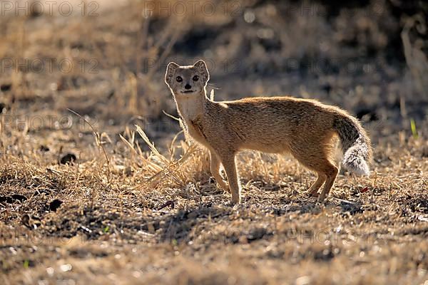 Yellow mongoose